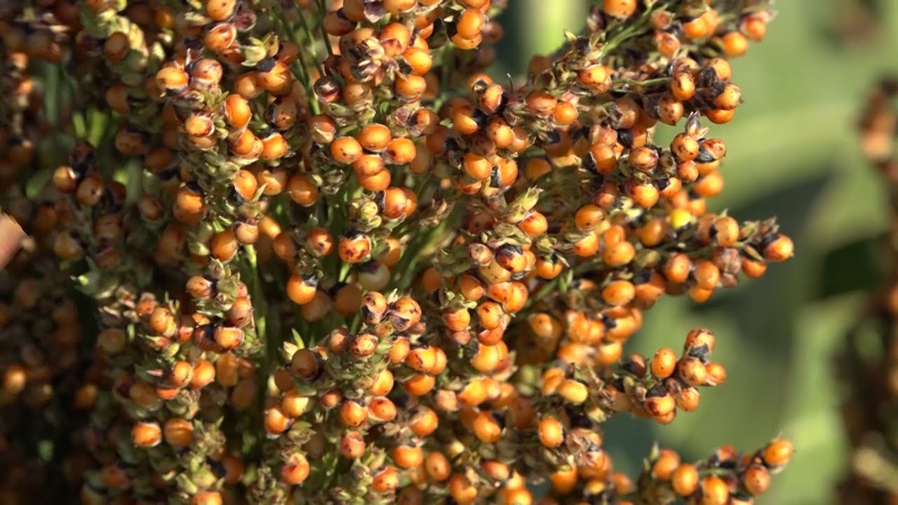 Estimating Sorghum Yields
