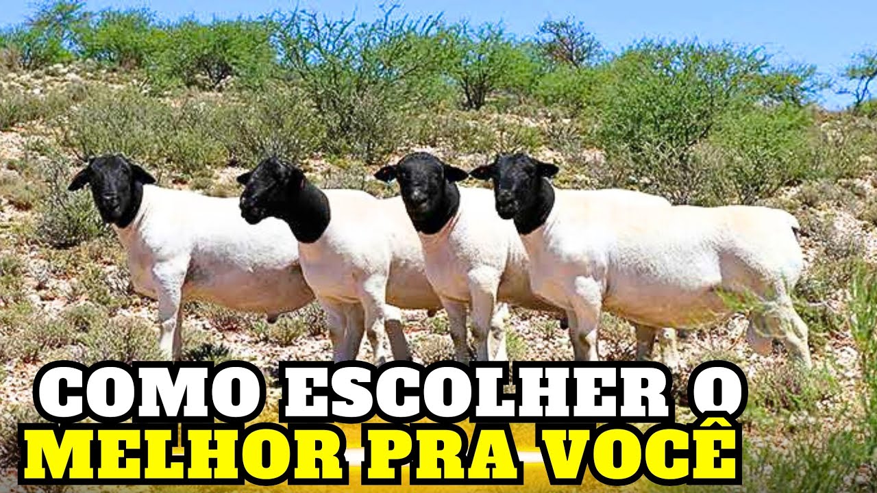 DORPER ou WHITE DORPER? A Escolha Certa Pode Mudar Seu Rebanho Para Sempre
