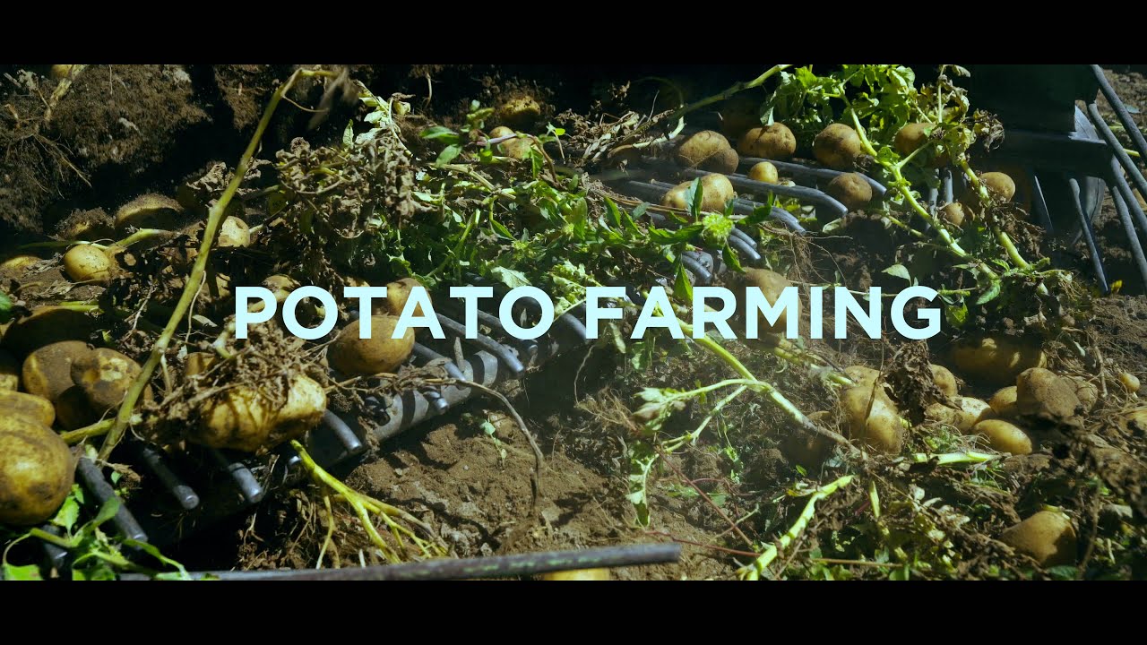 Potato Farming from Start to Harvest | High-Yield Methods by Vinra Farms