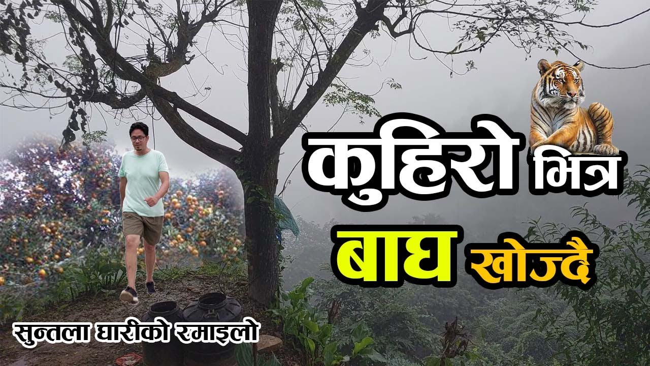 हंसिया बोकेर बाघको खोजीमा | सालघारीको थकान सुन्तलाले मेटायो ||