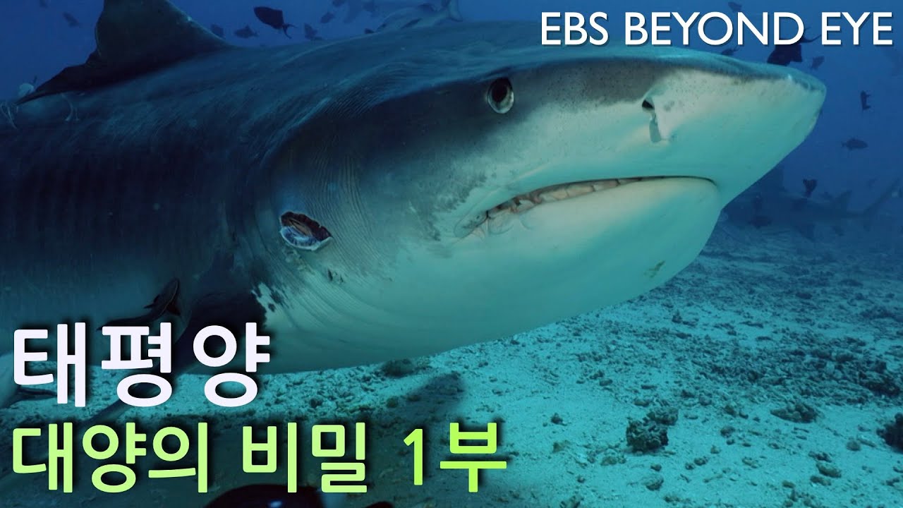 EBS 최신 다큐멘터리 ㅣ태평양 ㅣ 대양의 비밀 1부