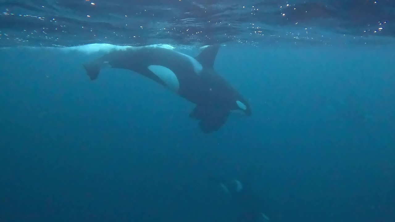 Orca Expedition Norway [Travel story] / Swimming with orcas, humpback whales and fin whale in Norway