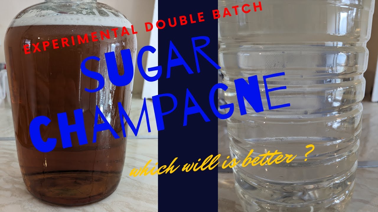 double batch sugar champagne experiment