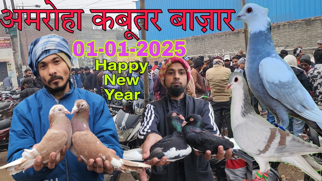 Amroha kabootar market 🕊️01-01-2025. नए साल की पहली मण्डी। अमरोहा कबूतर बाज़ार। Gola kabootar market