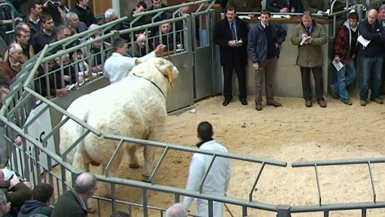 Charolais Bull Sales at Stirling - 8 top prices 12.5k - 14k February 2012