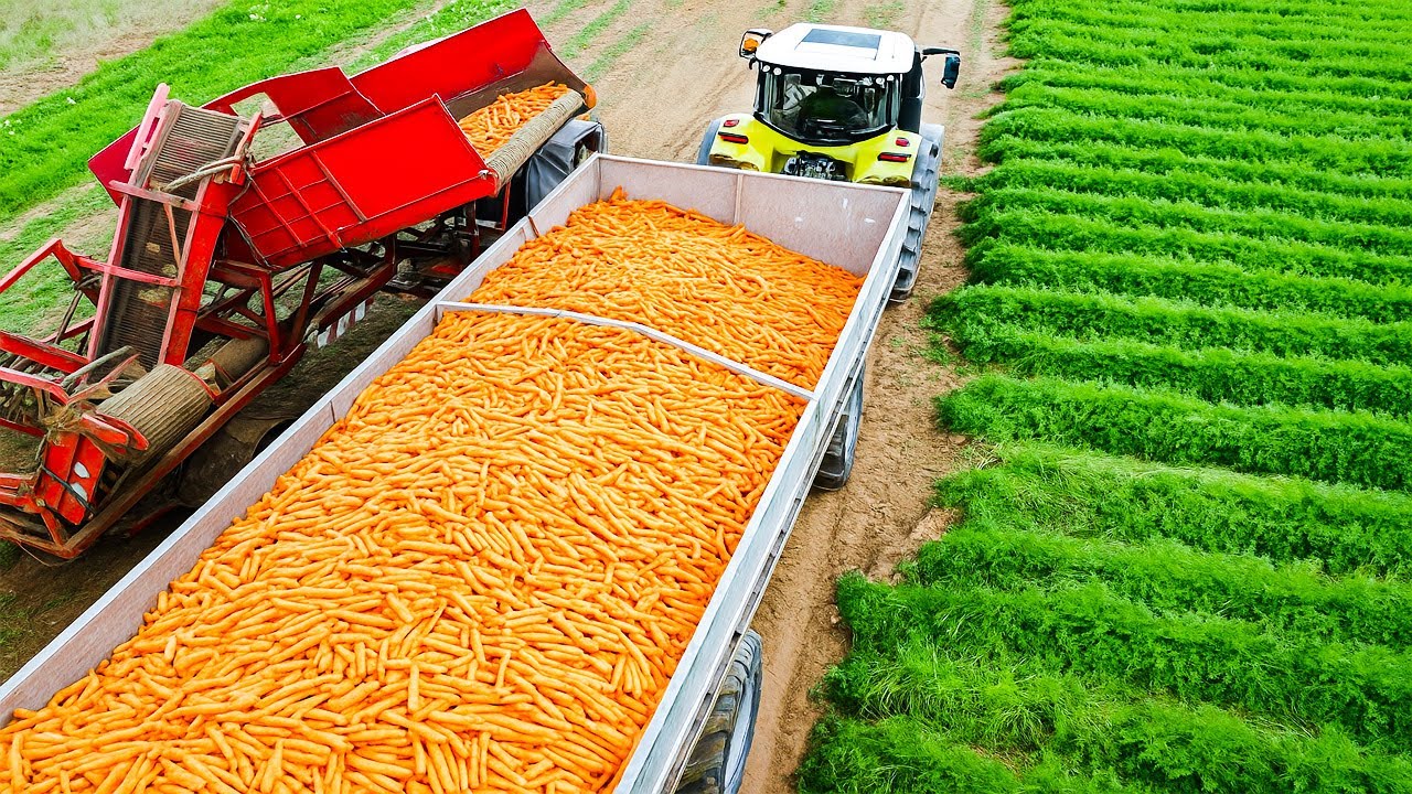 Faszinierende Technik: Wie Bauern Millionen Karotten ernten | Agrartechnik-Dokumentation