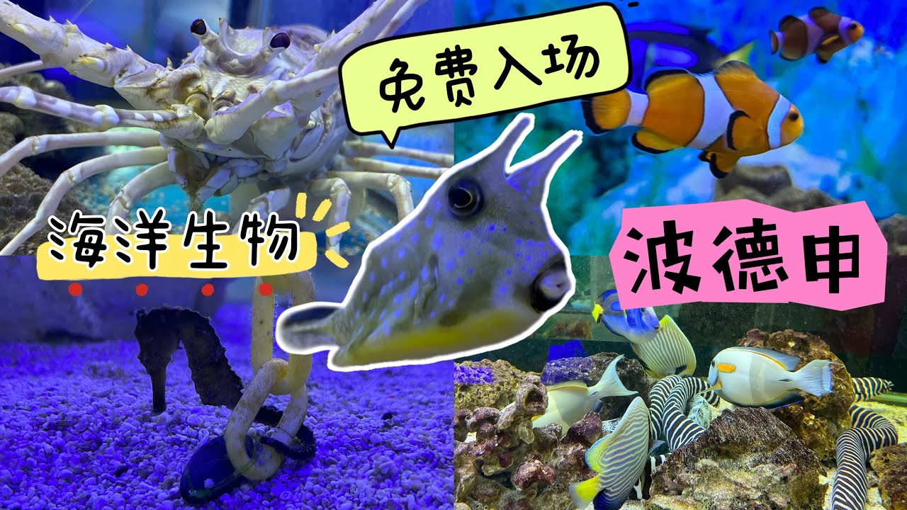 Port Dickson Ornamental Fish Center 🐠 Pusat Ikan Hiasan Port Dickson 波德申海鱼 #portdickson #fish