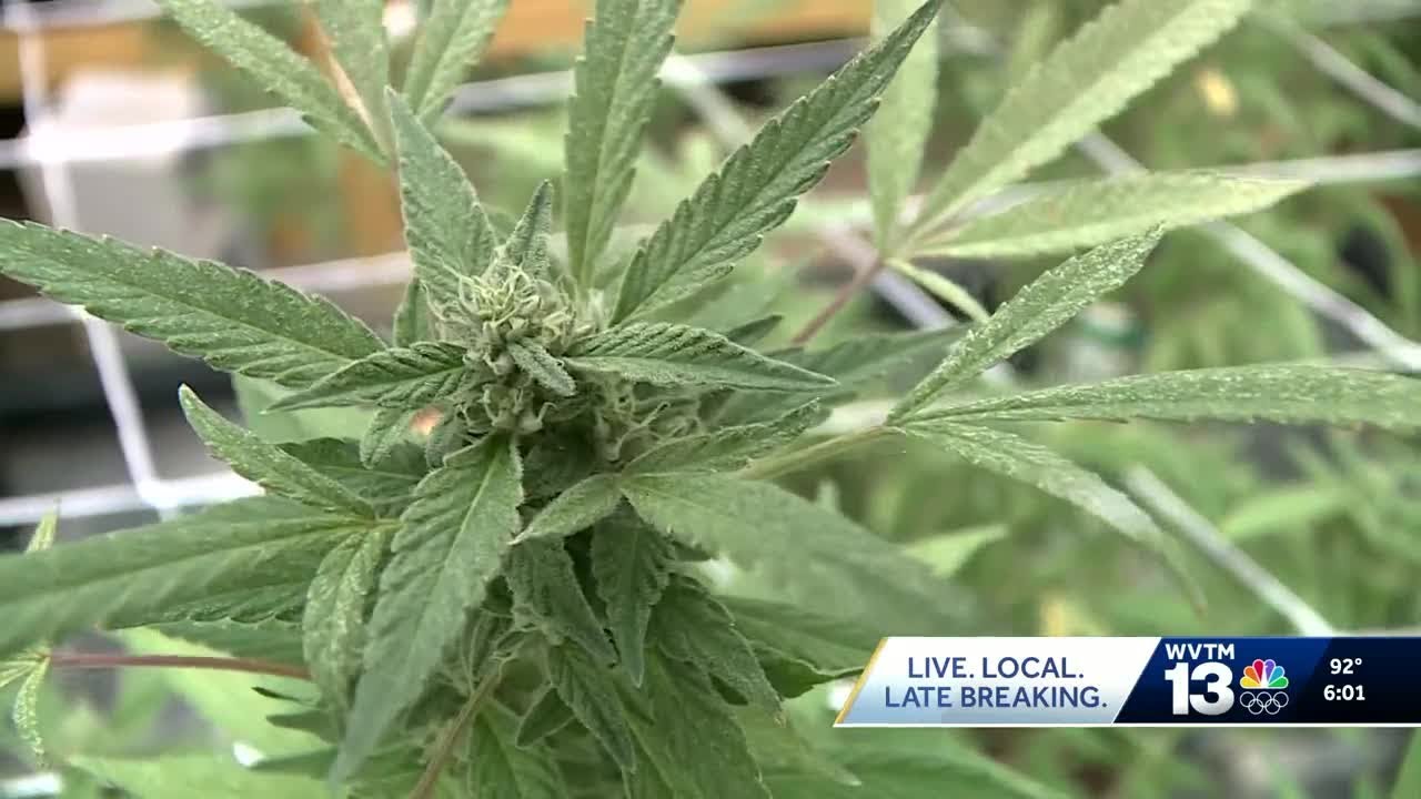 Central Alabama cannabis grower may have to destroy crop with no way to sell to patients
