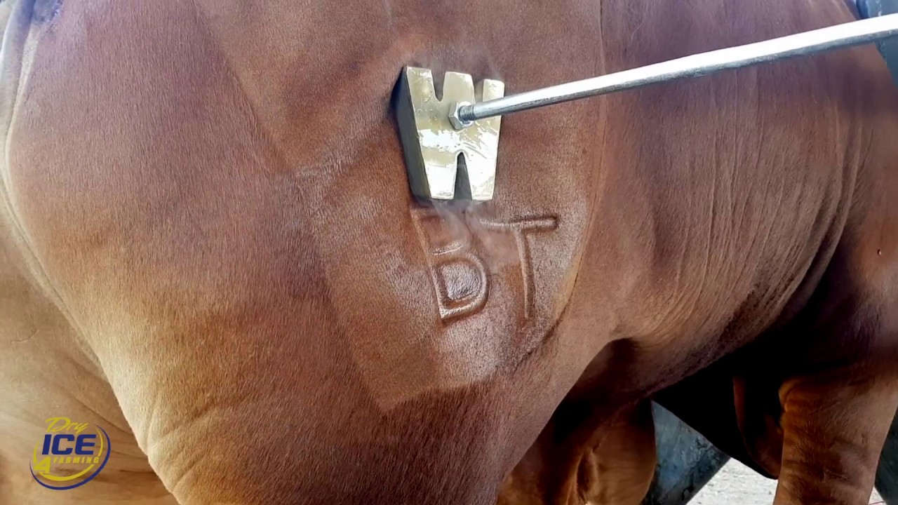 Freeze Branding Cattle | Dry Ice 4 Farming | Dry Ice International