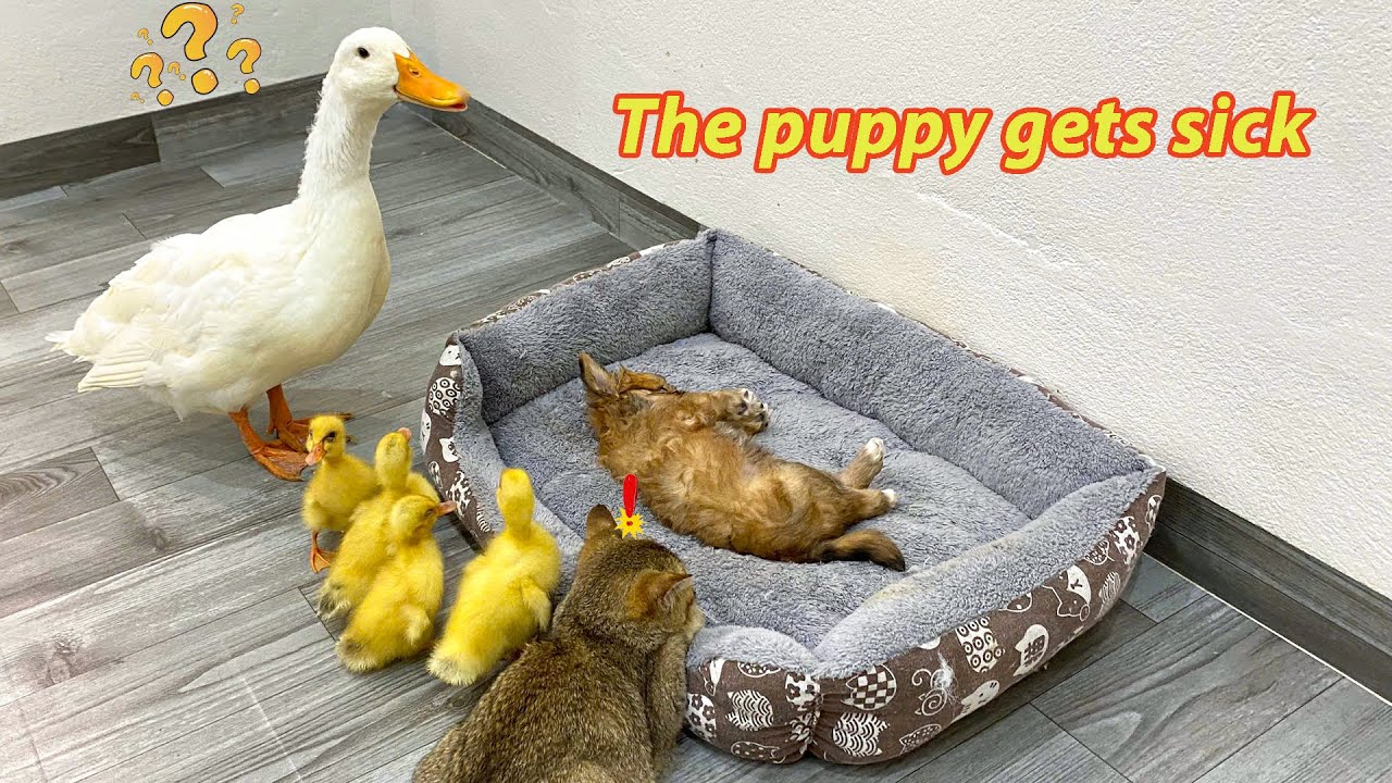 Unbelievable! When a puppy gets sick, a kitten and a duck become his family | Cat and Dog Diary