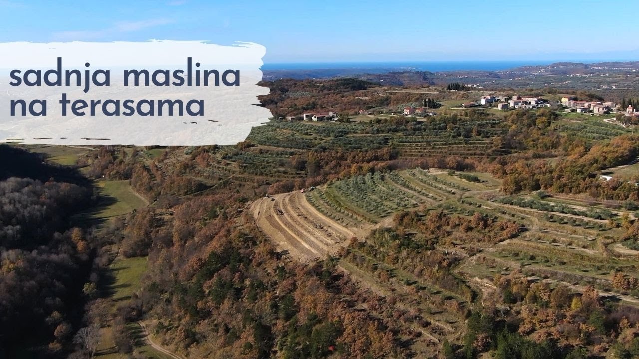 BOJE ZEMLJE Sadnja maslina na terasama