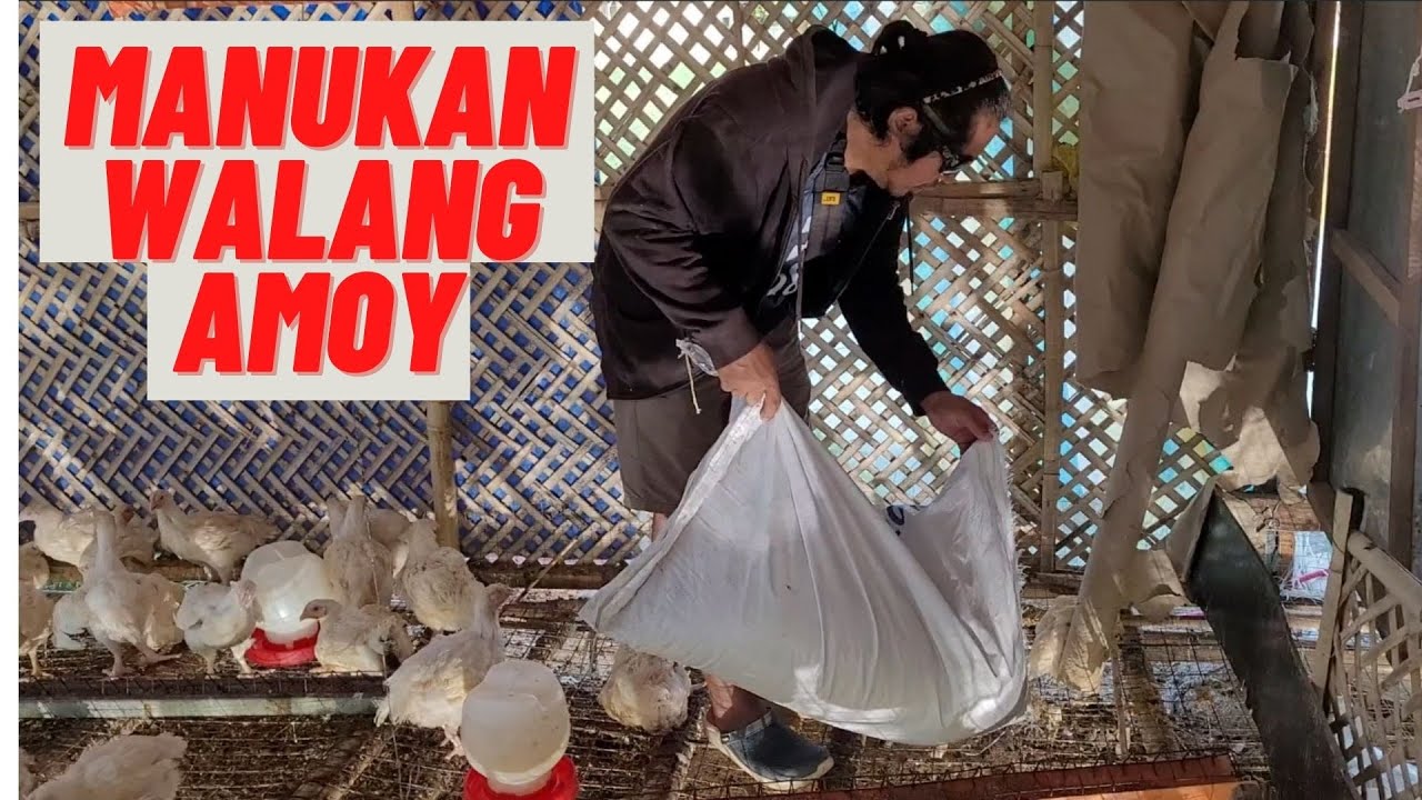 PAANO MATANGGAL ANG  AMOY AT LANGAW SA INYONG MANUKAN / PROPER GUIDE SA INYONG MANUKAN