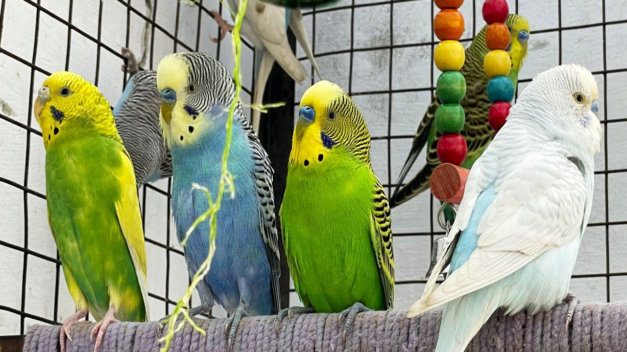Perfect Sounds for Happy & Singing Budgies 🎶🐦