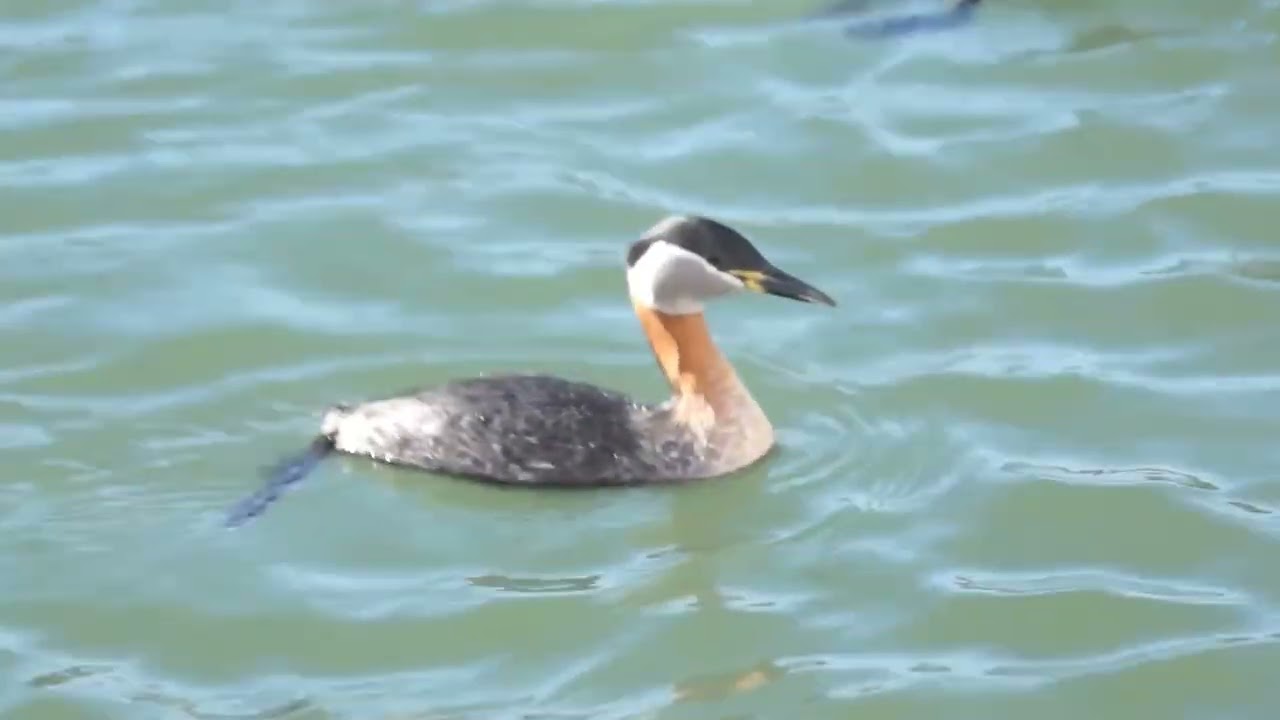 Red-necked grebes are back foraging and nesting @ Humber Bay Park.