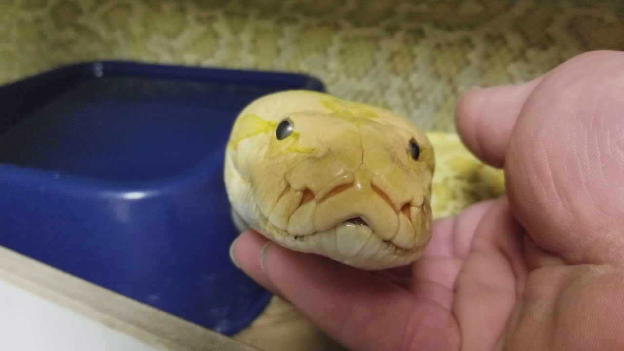 Friendly burmese python