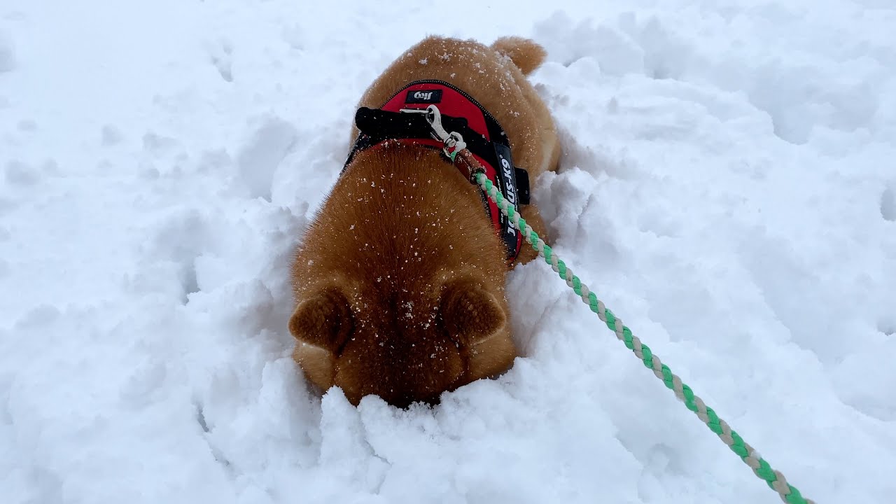 【拒否犬】どうした？雪の中で動かない柴犬の最終形態がこちら…！