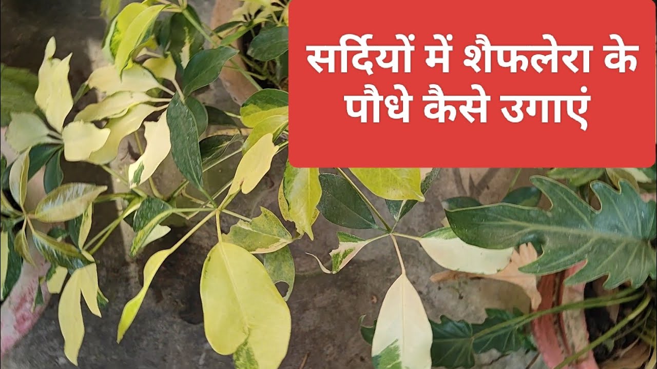 सर्दियों में शैफलेरा के पौधे को कैसे रखें How to Keep a Schefflera Plant Over Winter