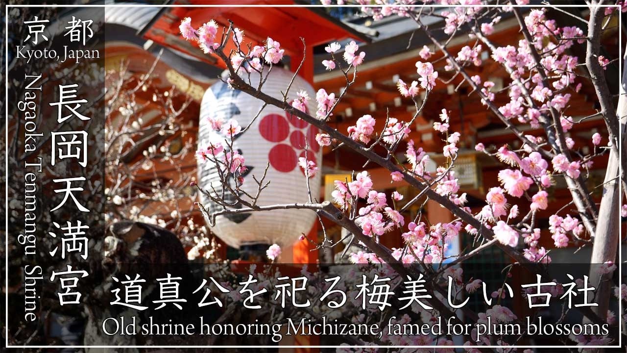 早春の京都・梅 2026 〜長岡天満宮 〜 菅原道真をお祀りする平安時代創建の古社。御本殿前の紅白梅が見頃でした[No.656]