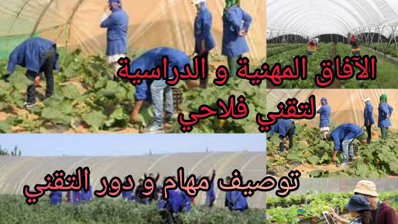 دراسة الفلاحة توصيف تقني فلاحي المهام التقنية و الإدارية و الآفاق المهنية و الدراسية