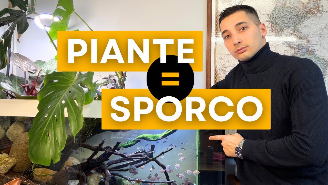 Le piante sporcano il tuo acquario e ti spiego perch&egrave;.