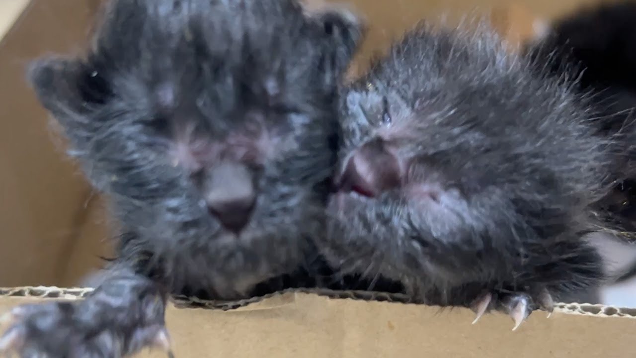 緊急預かりの赤ちゃん猫、9日の短い生涯を閉じる