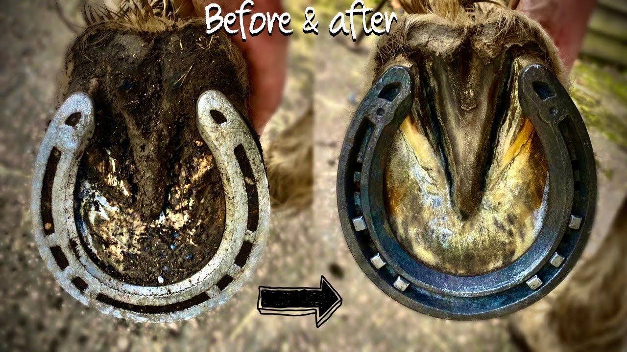 HORSE HOOF RESTORATION !