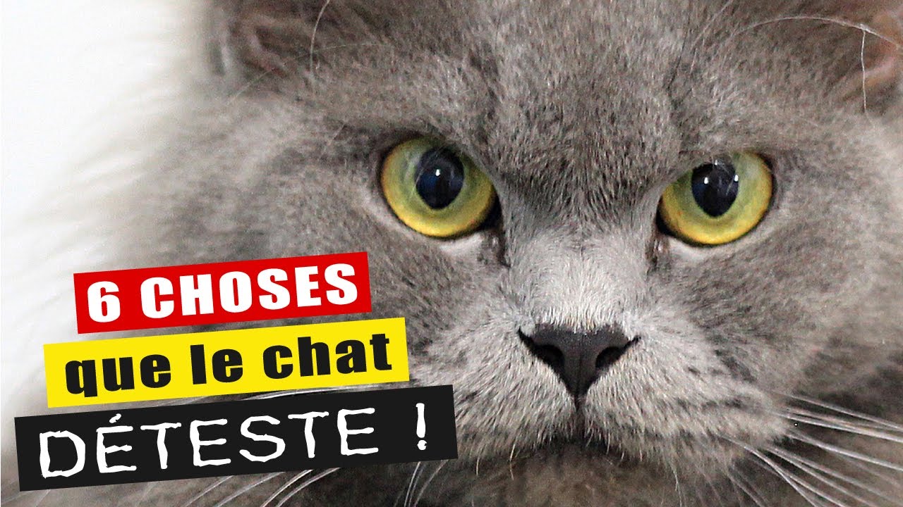 6 choses que le chat DÉTESTE !