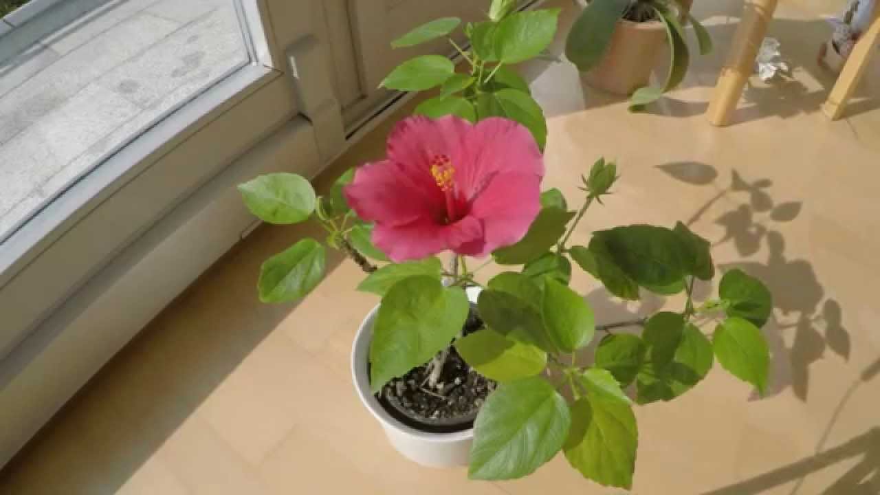 Roseneibisch Hibiskus Wie eine Bl&uuml;hte entsteht