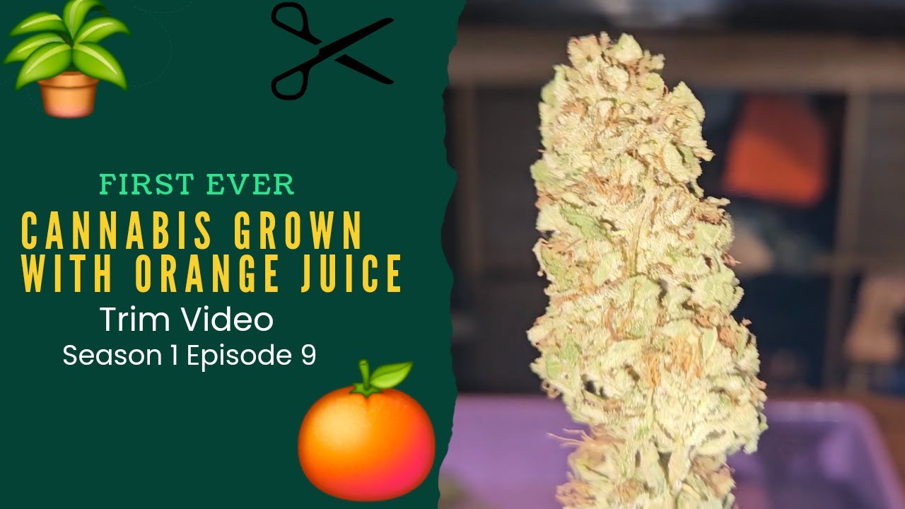 Growing Cannabis With Orange Juice Ep 9 - Trimming White Amnesia - Amnesia X White Widow