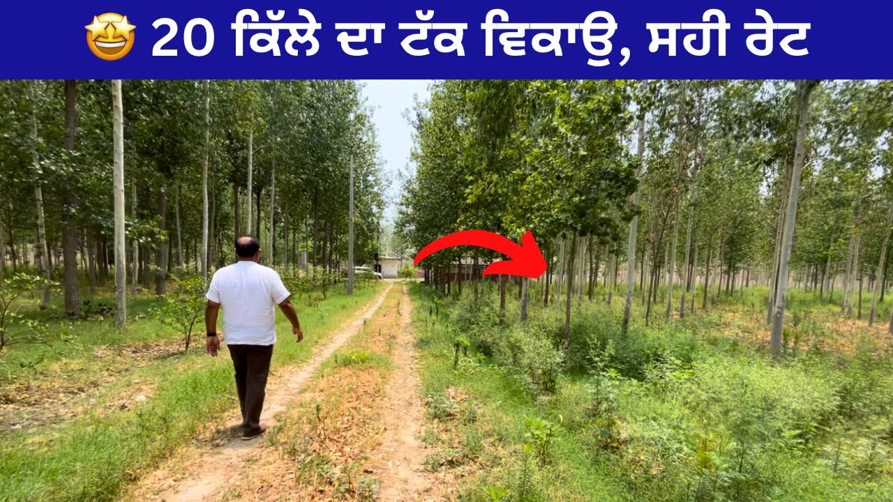 ਹੁਸ਼ਿਆਰਪੁਰ ਨੇੜੇ🤩 20 ਕਿੱਲੇ ਦਾ ਟੱਕ ਵਿਕਾਉ । 20 acre land for sale near hoshiarpur Video no: 119