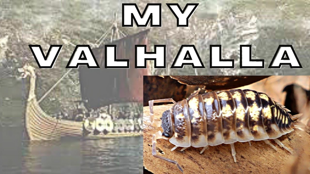 My VALHALLA   -   Porcellio ornatus Nord  Isopod