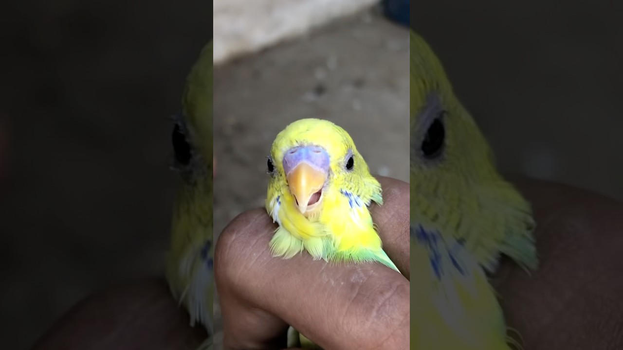 Budgies ka Beautiful male  #viralshorts #shorts #youtubeshorts