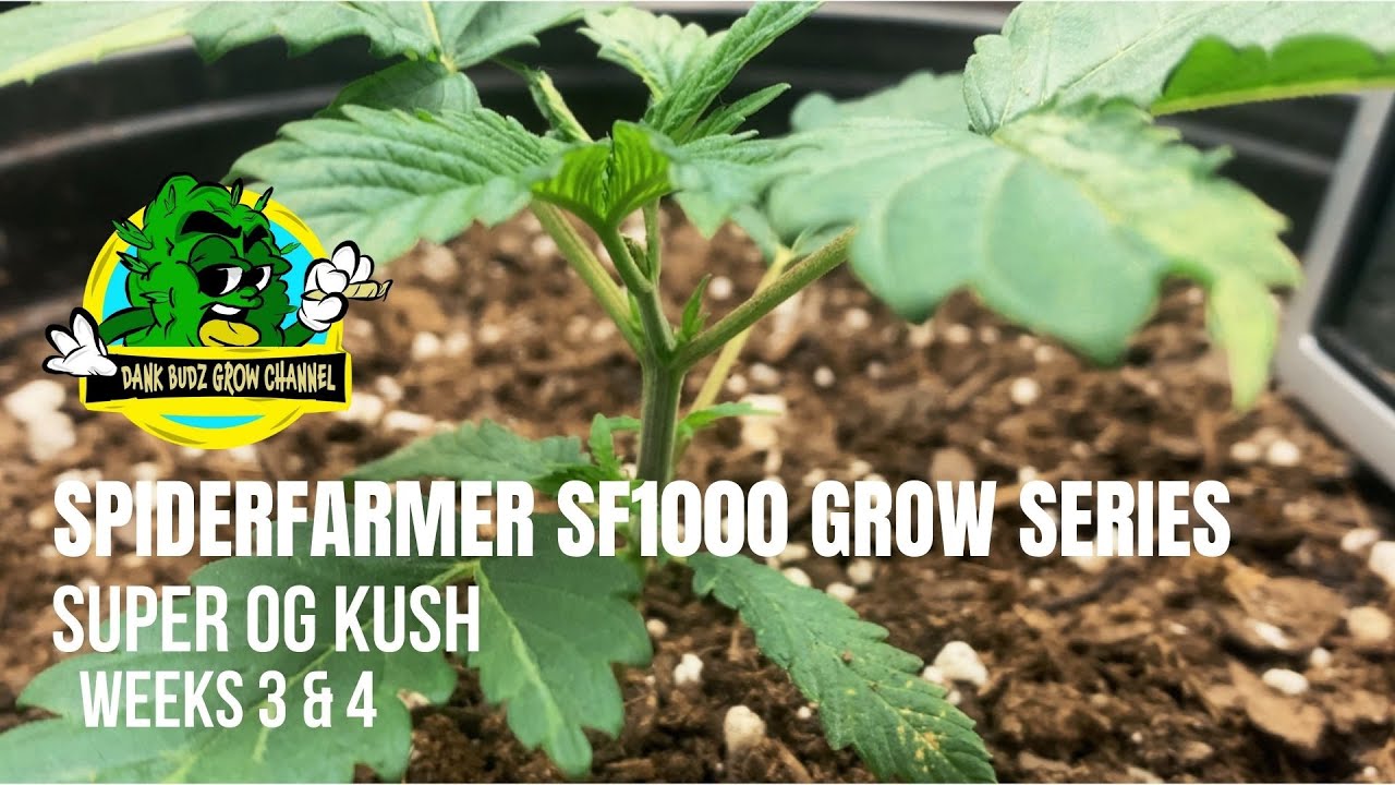 How I Grow Photoperiods | SPIDERFARMER SF1000 Grow Series | Super OG Kush | Weeks 3 & 4