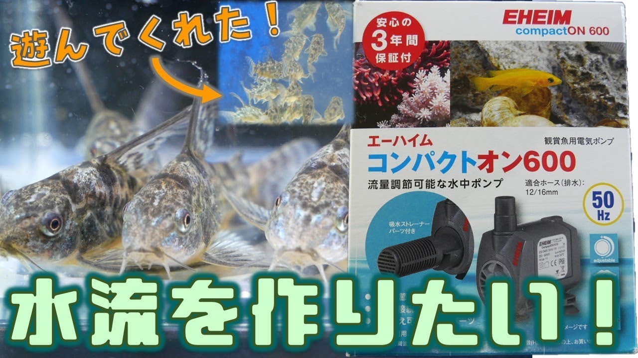 【水中ポンプ】コリドラス水槽に、水流を作りたい！エーハイム コンパクトオン600を開封【ふぶきテトラ】