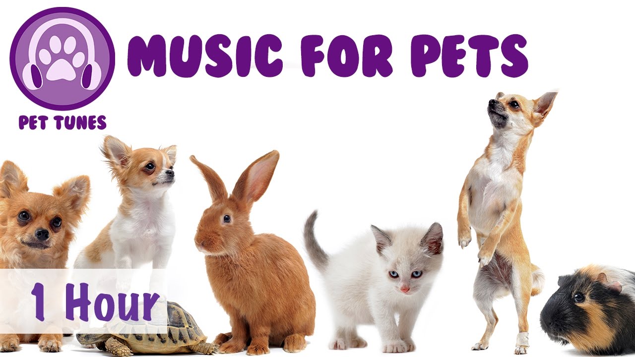 An Hour of Music for Pets! Animal Music, Music to Make Your Pet Happy! Perfect for Birds, Chinchilla