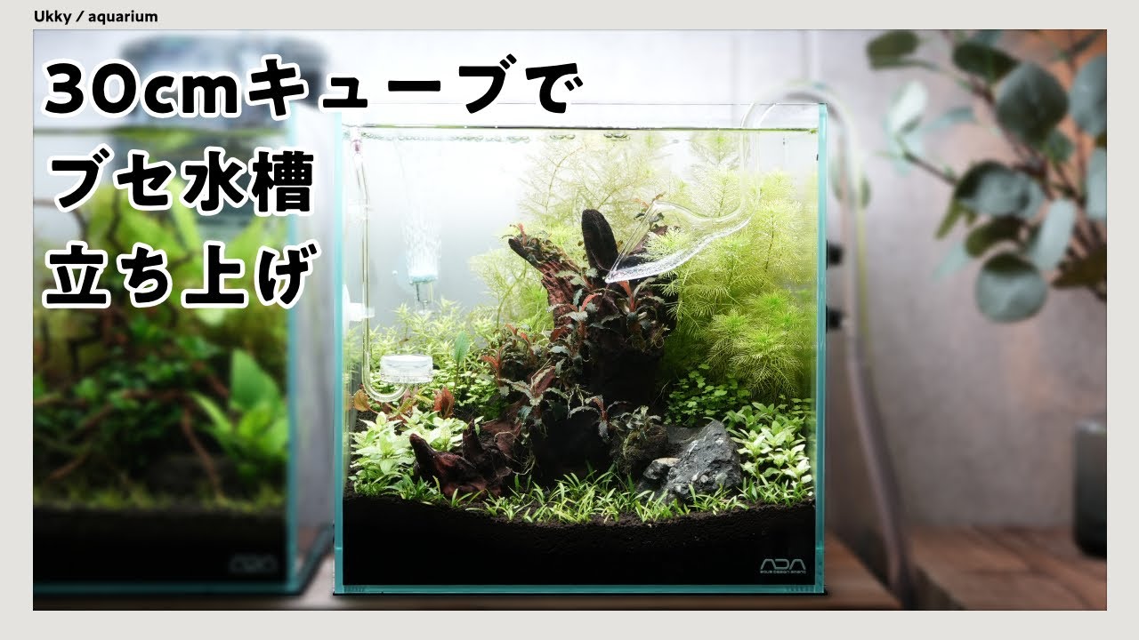 30cmキューブ ブセ水槽を立ち上げ、小型水槽で陰性水草レイアウト #17【アクアリウム】VLOG