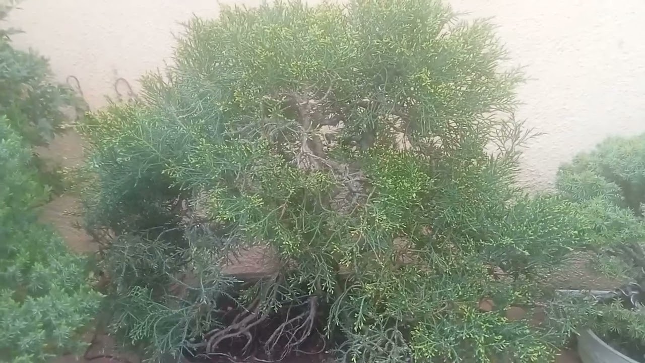 Cual Es El MOMENTO EXACTO Para Trasplantar Un BONSAI DE JUNÍPERO/Samuel Sánchez Bonsai