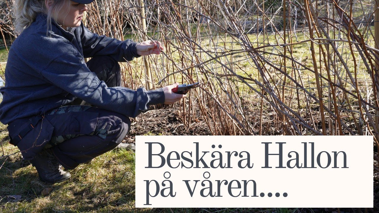 Beskärning av Hallon På Våren!