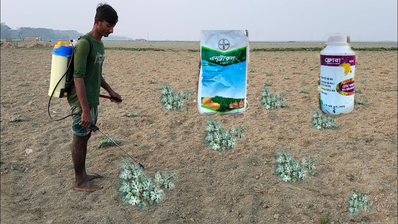 তরমুজ গাছের পাতা কালো করার ঔষধ।।তরমুজ গাছের আগা ডগা মোটা করার ঔষধ।।তরমুজ গাছ দ্রুত বৃদ্ধি করার ঔষধ