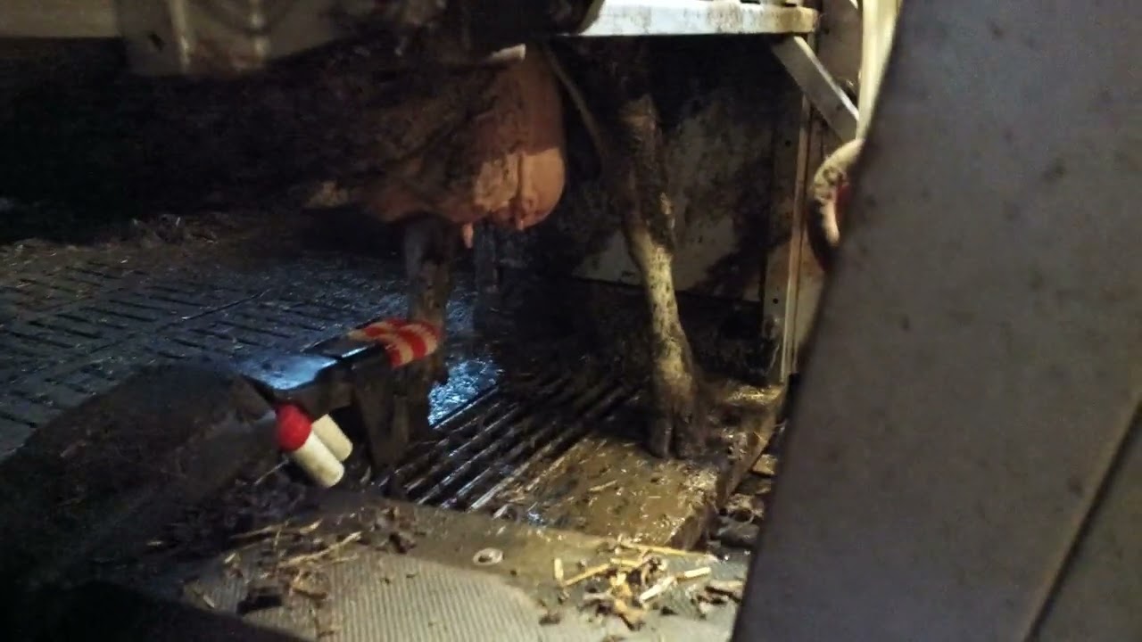 LELY Astronaut A3 Next milking