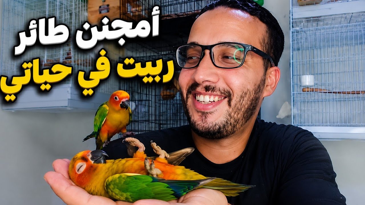 كيفاش دوزت 45 يوم مع ببغاء صن كونيور / أمجنن بيروكي ربيتو 😅🐦🪶#forbirdschannel
