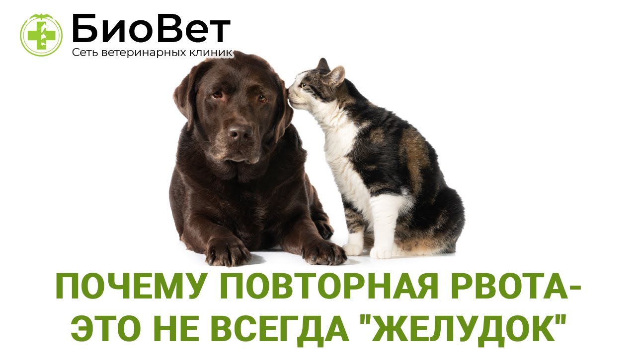 Почему повторная рвота   это не всегда “желудок”