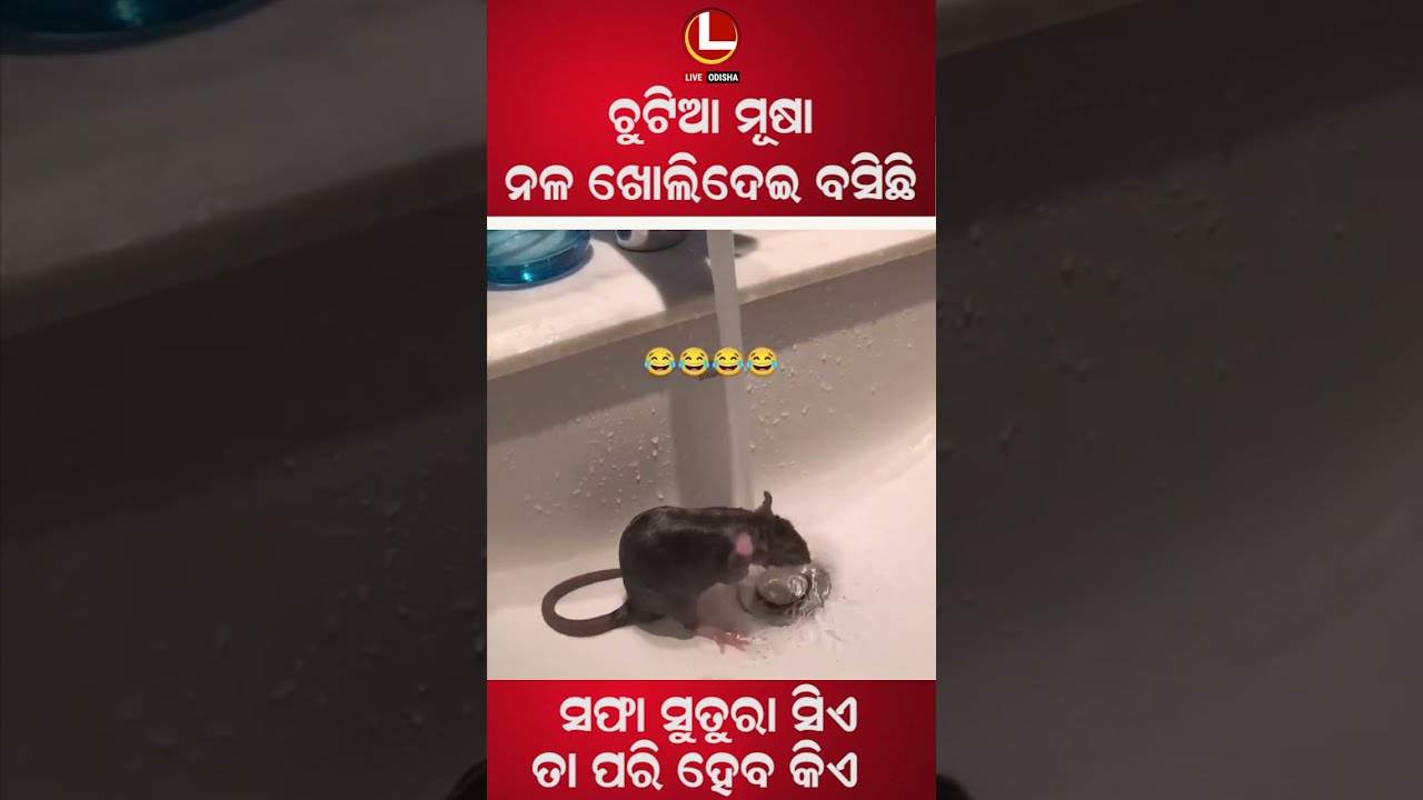 ଘସିମାଜି ହୋଇ ଗାଧାଉଛି ଚୁଟିଆ ମୂଷା । | LIVE ODISHA
