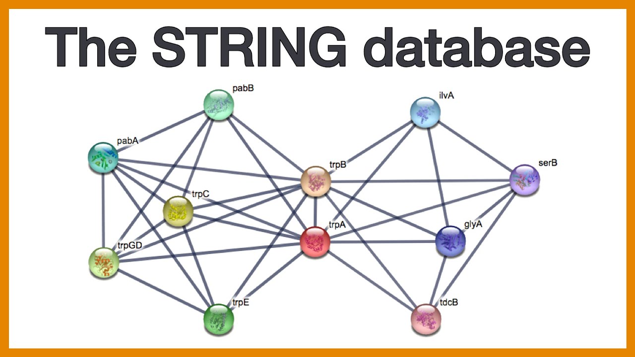 The STRING database: Brief introduction to protein networks and how they are made