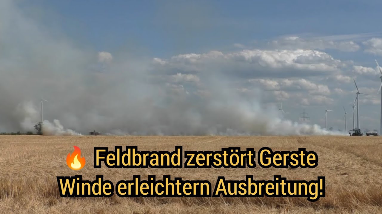 🔥Großer Feldbrand bei Zörbig - Bauern und Feuerwehren gegen die Flammen im Einsatz! 25.06.2025