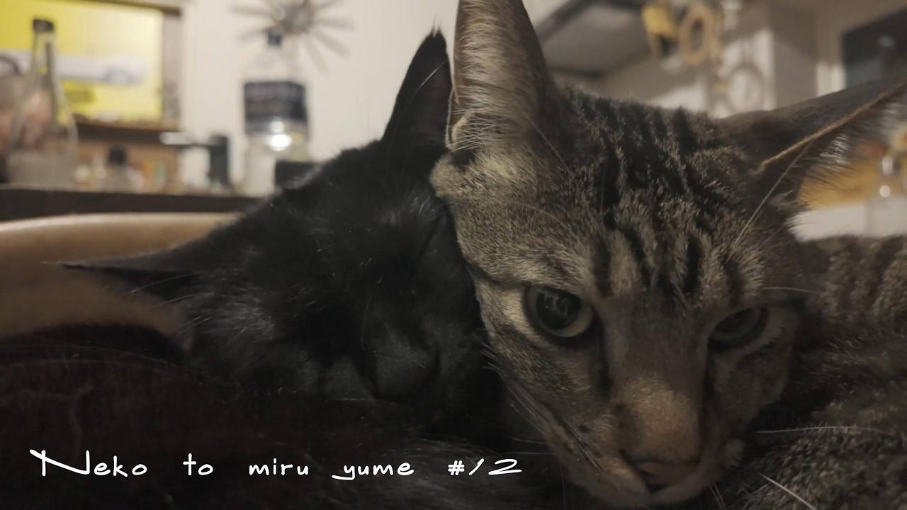 ネコの夢12/昼下がりの猫たち