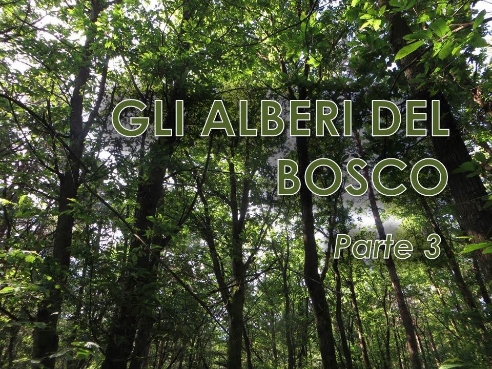 Gli alberi del bosco - Parte 3/3