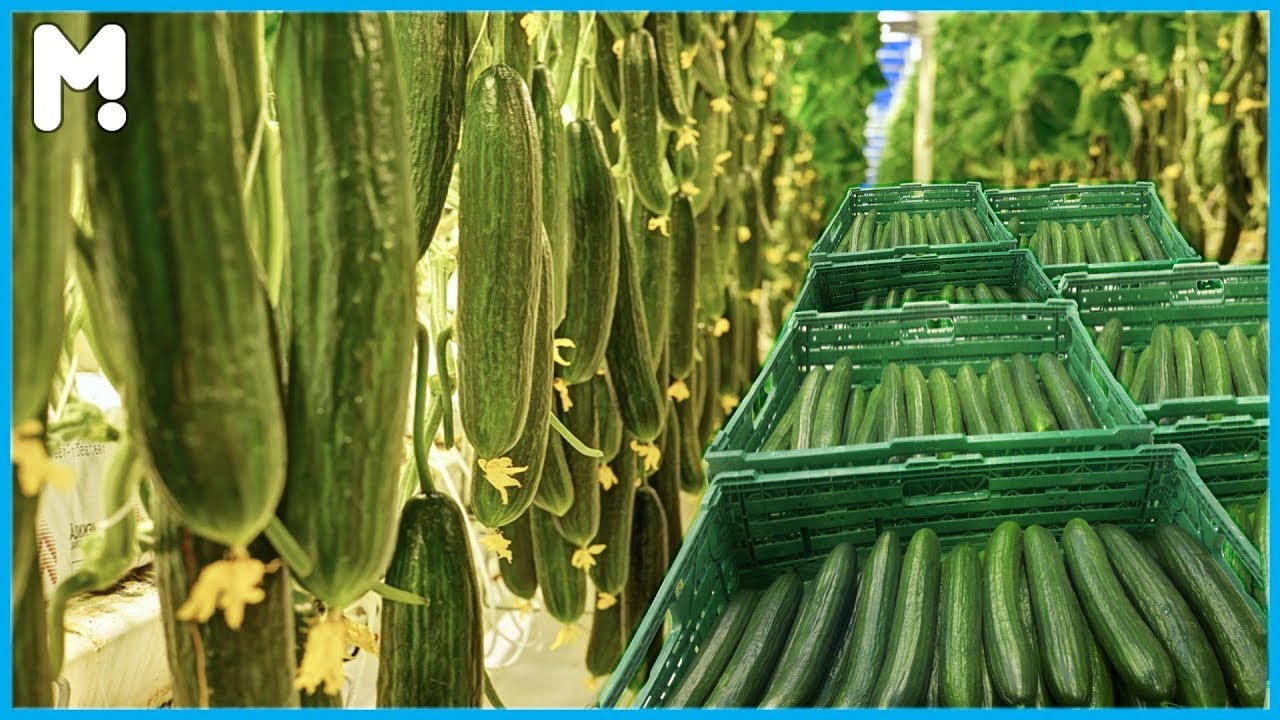 🥒 Amazing Greenhouse Cucumber Farming And Harvesting - Modern Cucumber Agriculture Technology