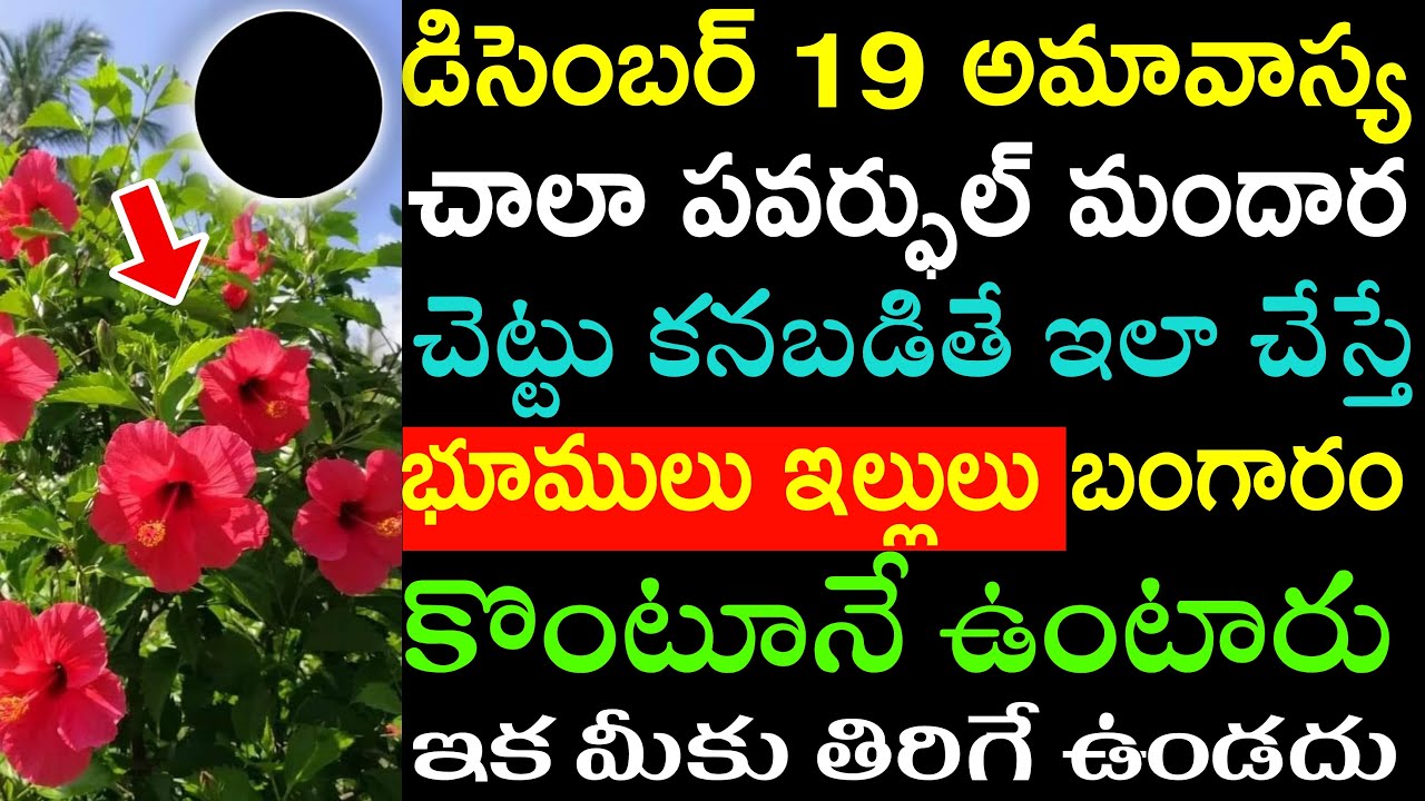 అమావాస్య చాలా పవర్ఫుల్ మందార చెట్టు కనబడితే ఇలా చేస్తే భూములు బంగారం కొంటూనే ఉంటారు ఇక తిరుగు ఉండదు