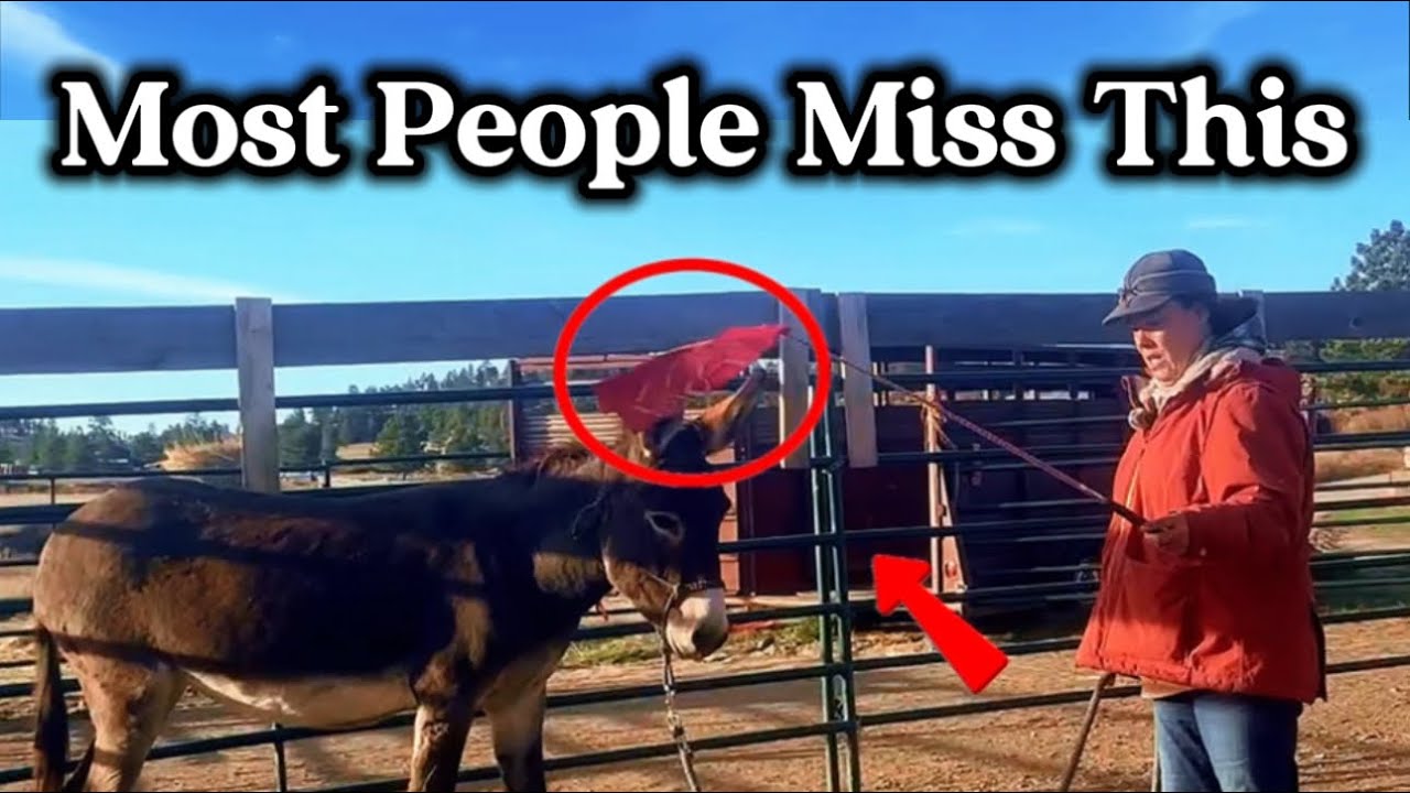 What People Get Wrong About Donkey Groundwork (Rosa&rsquo;s Breakthrough)